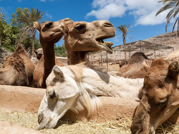 Die Kamelherde auf dem Bauernhof — Stockfoto