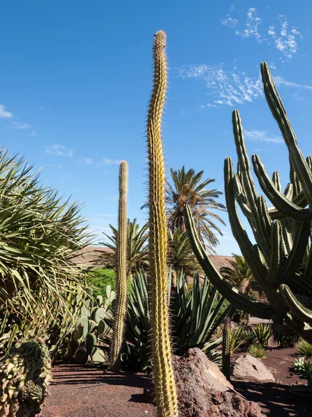 Cactus gigantes en Fuerteventura, Islas Canarias, España — Foto de Stock