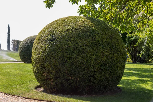 Gemanicuurde Tuinheesters Groene Tuinballen Frankrijk — Stockfoto