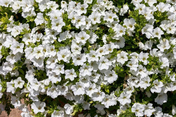 Viele Weiße Petunienblüten Park Hintergrund — Stockfoto