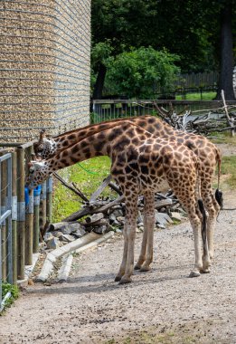 Hayvanat bahçesinde su içen iki zürafa