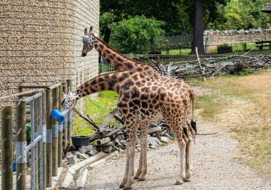 Hayvanat bahçesinde su içen iki zürafa