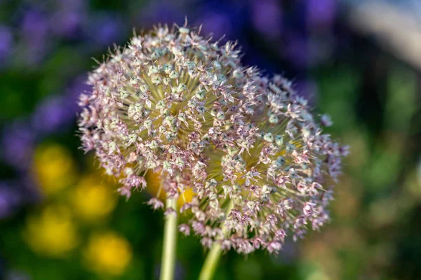 Globemaster Allium Fiori Piena Fioritura Poco Prima Trasformarsi Seme — Foto Stock