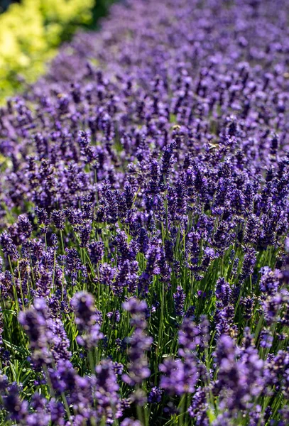  Fransa, Sault yakınlarındaki Provence 'de açan lavanta çiçekleri.