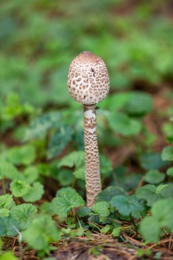 Şemsiye mantarı Macrolepiota procera veya Lepiota procera ormanda yetişir.