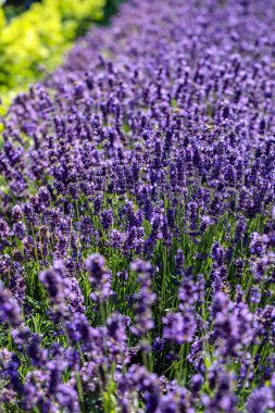  Fransa, Sault yakınlarındaki Provence 'de açan lavanta çiçekleri.