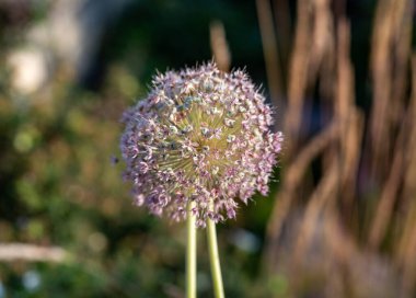 Globemaster allium çiçekleri tohuma dönüşmeden hemen önce çiçek açar.
