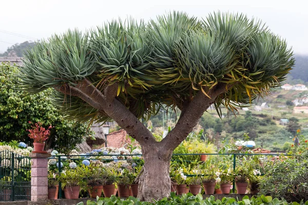 Subtropikalne Drzewo Dracaena Draco Lub Drzewo Smoka Wysp Kanaryjskich — Zdjęcie stockowe