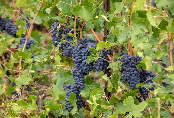 Champagne Vigneti Nella Zona Cote Des Bar Del Dipartimento Aube — Foto Stock