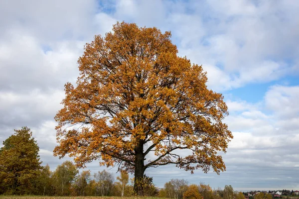 Oak Tree Golden Autumn Foliage Sunny Day Colorful Autumn Landscape — Stock Photo, Image