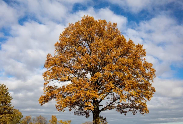 Dąb Złotymi Liśćmi Jesieni Słoneczny Dzień Kolorowy Jesienny Krajobraz — Zdjęcie stockowe