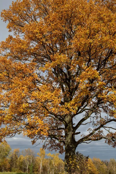 Oak Tree Golden Autumn Foliage Sunny Day Colorful Autumn Landscape — Stock Photo, Image
