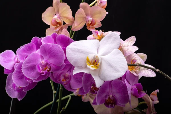 Krása Barevné Orchidej Květiny Izolované Černém Pozadí — Stock fotografie