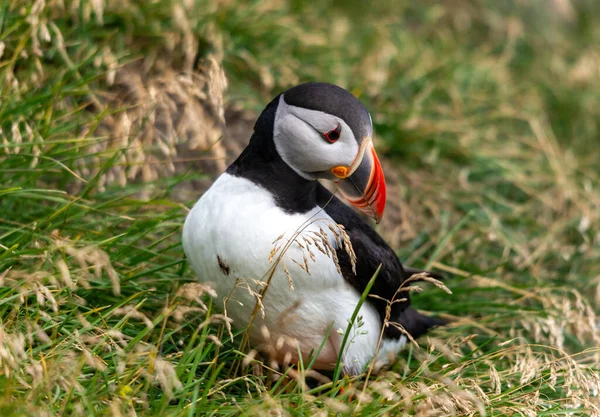 Atlanti Puffin Más Néven Közönséges Puffin — Stock Fotó