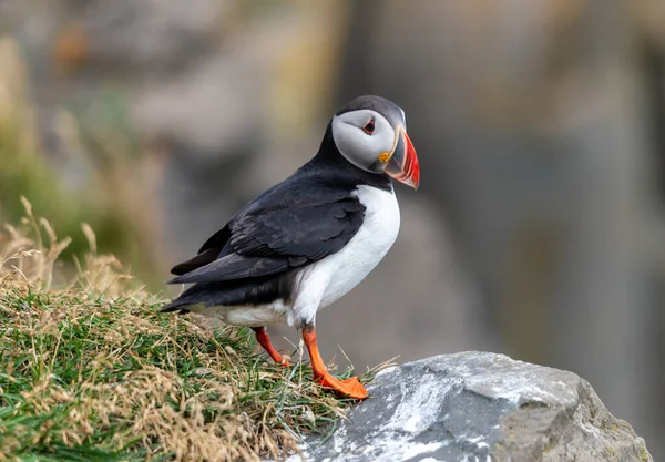 Atlantic Puffin Also Known Common Puffin — Stock Photo, Image