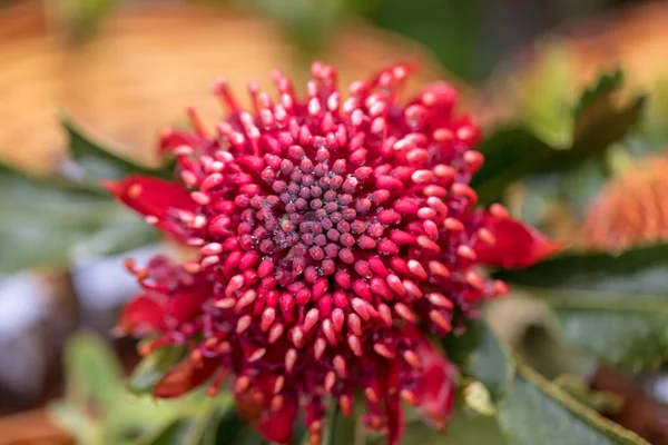 Inflorescência Brilhante Waratah Telopea Speciosissima Arbusto Sempre Verde Sudeste Austrália — Fotografia de Stock