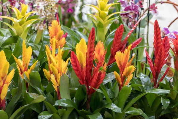 Vriesea Vriesea Bromeliaceae Tropikalna Roślina Ozdobna Egzotycznymi Kwiatami Różnych Kolorach — Zdjęcie stockowe