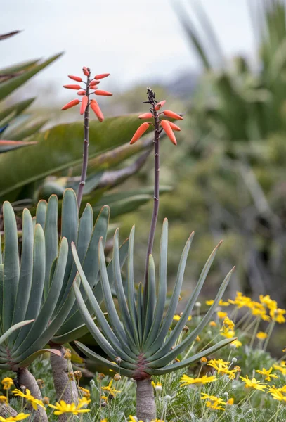 Aloe Växt Blom Spektakulära Ljusa Orange Rformiga Blommor Spikar Aloe — Stockfoto