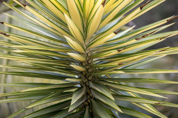 Bladeren Van Yucca Aloifolia Variegata Funchal Madeira — Stockfoto