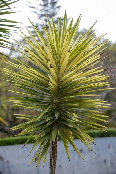 Hojas Yuca Aloifolia Variegata Funchal Isla Madeira — Foto de Stock