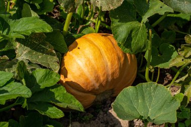 Sarı olgun balkabakları bahçede yerde yatıyor.  