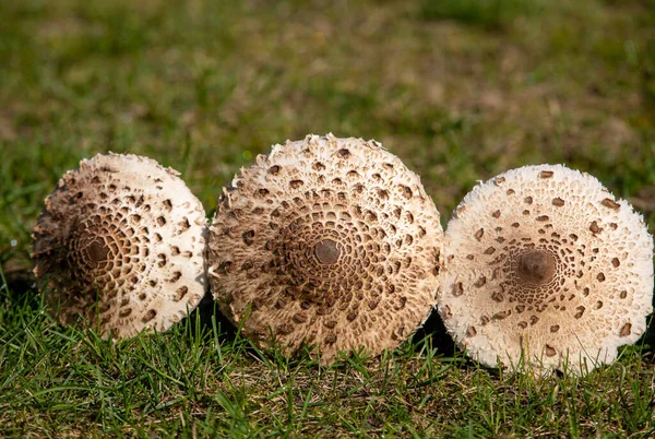 Ripe Parasol Mushroom Macrolepiota Procera Lepiota Procera — Stock Photo, Image