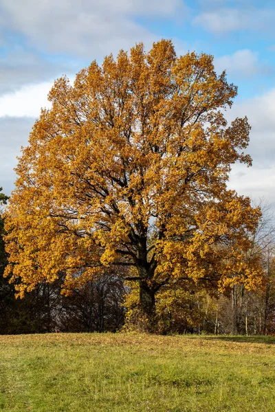 Dąb Złotymi Liśćmi Jesieni Słoneczny Dzień Kolorowy Jesienny Krajobraz — Zdjęcie stockowe