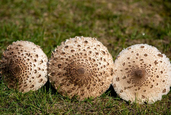 Ripe Parasol Mushroom Macrolepiota Procera Lepiota Procera — Stock Photo, Image