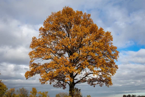 Oak Tree Golden Autumn Foliage Sunny Day Colorful Autumn Landscape — Stock Photo, Image