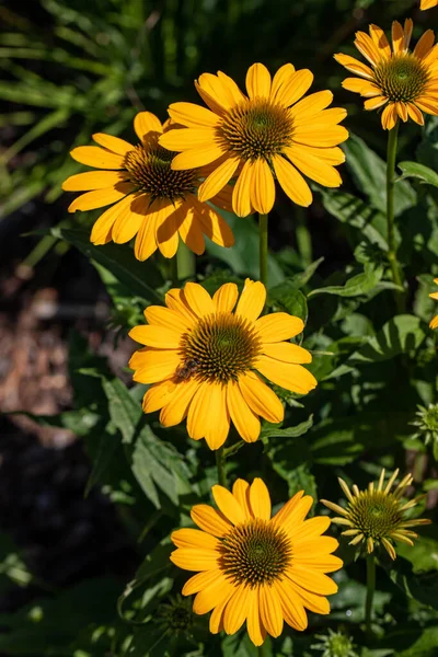 Las Flores Equinácea Hierba Que Estimula Sistema Inmunológico — Foto de Stock