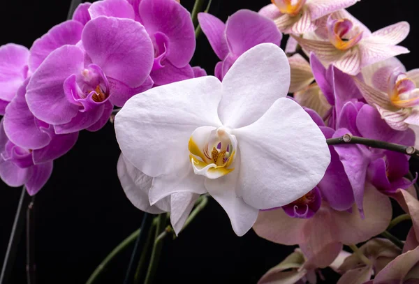 Schönheit Bunte Orchideenblumen Isoliert Auf Schwarzem Hintergrund — Stockfoto