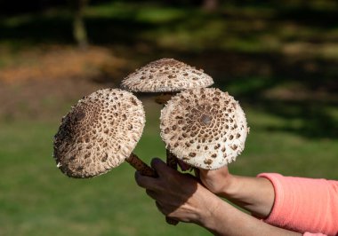 Olgun şemsiye mantarı Macrolepiota procera ya da mantar toplayıcısının elinde Lepiota procera.