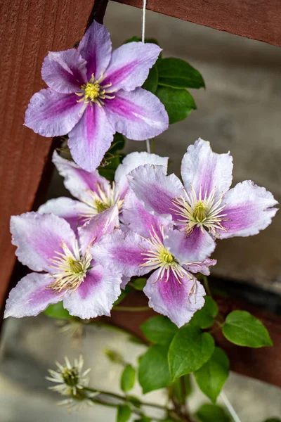 Blühender Zweig Des Rosa Hibiskus Garten — Stockfoto