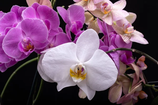 Skönhet Färgglada Orkidé Blommor Isolerad Svart Bakgrund — Stockfoto