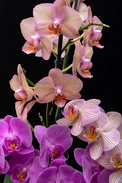 Schönheit Bunte Orchideenblumen Isoliert Auf Schwarzem Hintergrund — Stockfoto