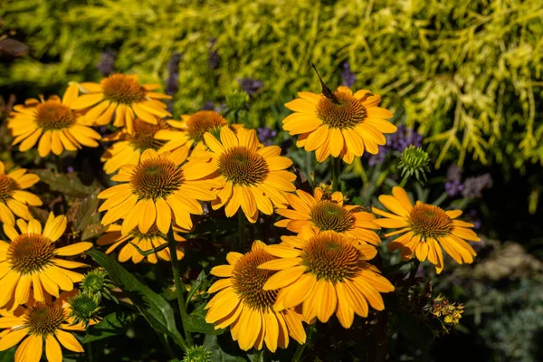 Rudbekia Flores Margarita Amarilla Jardín Ornamental —  Fotos de Stock