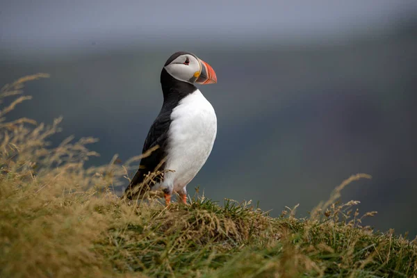 Atlanti Puffin Más Néven Közönséges Puffin — Stock Fotó