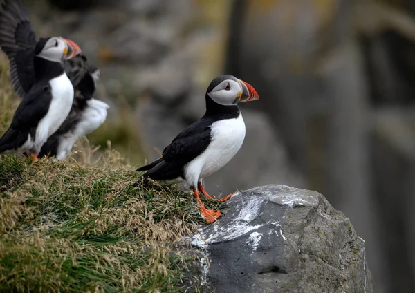 Atlantik martısı, bilinen adıyla martı. 