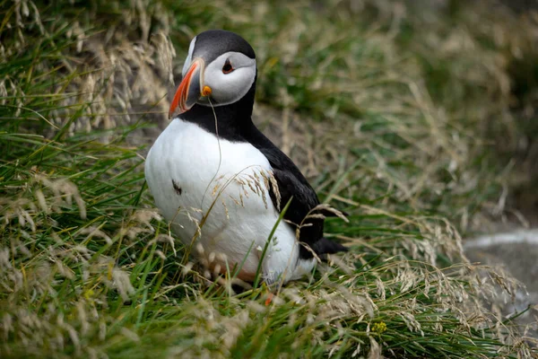 Atlantický Puffin Také Známý Jako Obyčejný Puffin — Stock fotografie