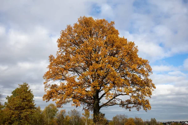 Oak Tree Golden Autumn Foliage Sunny Day Colorful Autumn Landscape — Stock Photo, Image