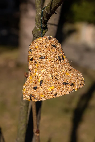 Sino Vários Grãos Uma Iguaria Para Todos Pássaros Jardim — Fotografia de Stock