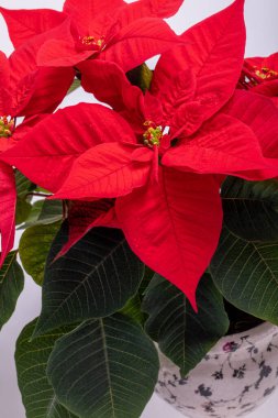 Noktalı kırmızı çiçekler. Noel 'in Çiçeği