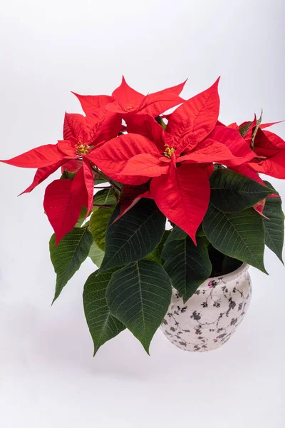 Poinsettia Red Flowers Flower Christmas — Stock Photo, Image