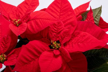 Noktalı kırmızı çiçekler. Noel 'in Çiçeği