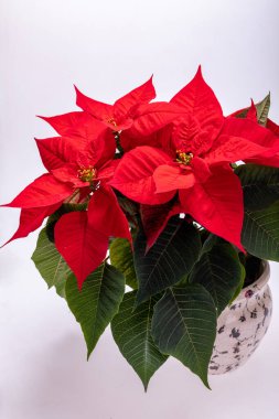 Noktalı kırmızı çiçekler. Noel 'in Çiçeği