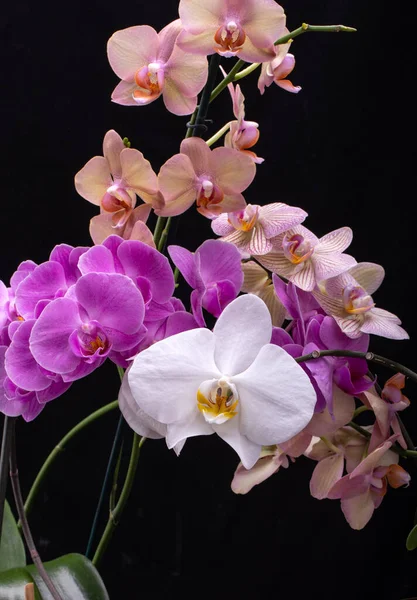 Krása Barevné Orchidej Květiny Izolované Černém Pozadí — Stock fotografie