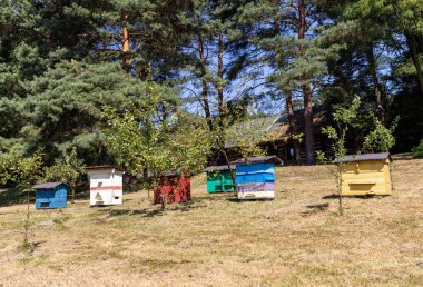 Kırsal bir bahçede eski ahşap kovanları olan bir arı.