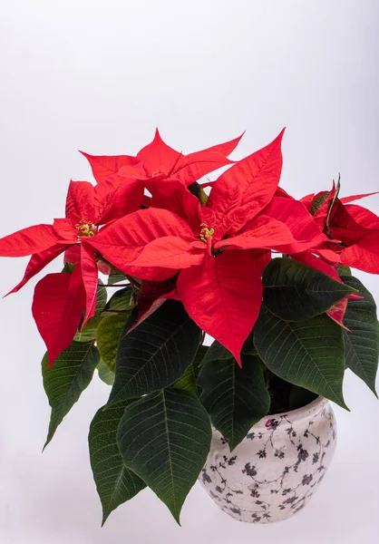 Poinsettia Red Flowers Flower Christmas — Stock Photo, Image