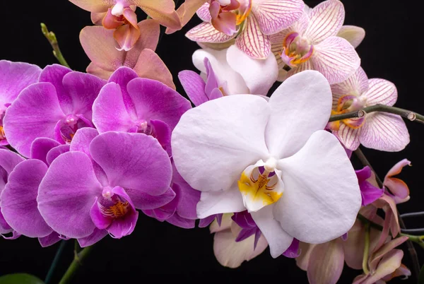 Beauty Colorful Orchid Flowers Isolated Black Background — Stock Photo, Image