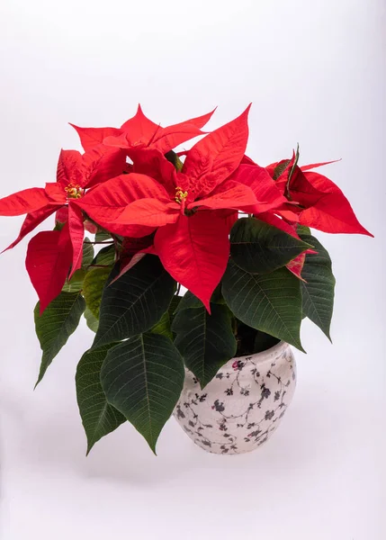 Poinsettia Red Flowers Flower Christmas — Stock Photo, Image